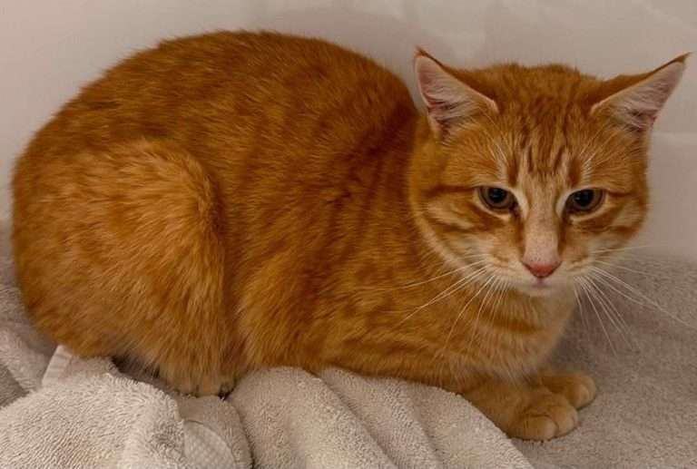 orange tabby cat male up for adoption barn cat